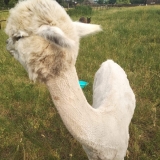 received_490214785053338