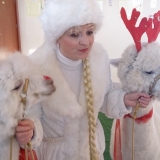 WIZYTA ALPAKÓW W PRZEDSZKOLU 1- GRUDZIEŃ 2015