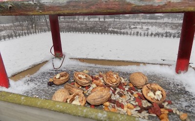 Opiekujemy się zwierzętami zimą.