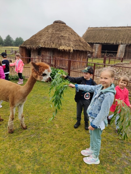 Żabki z wizytą w Alpakarnii.